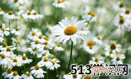 做梦梦见雏菊好不好