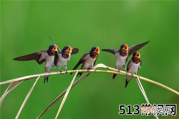 做梦梦见小燕子代表什么？
