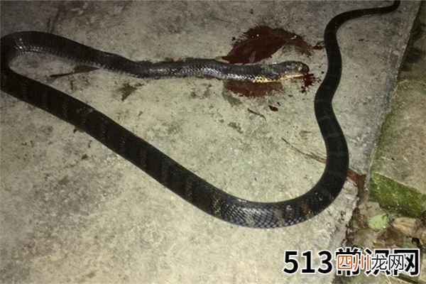 梦到死蛇是什么意思