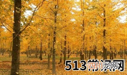 如何分析梦见银杏树的象征含义？