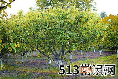 梦见杏树