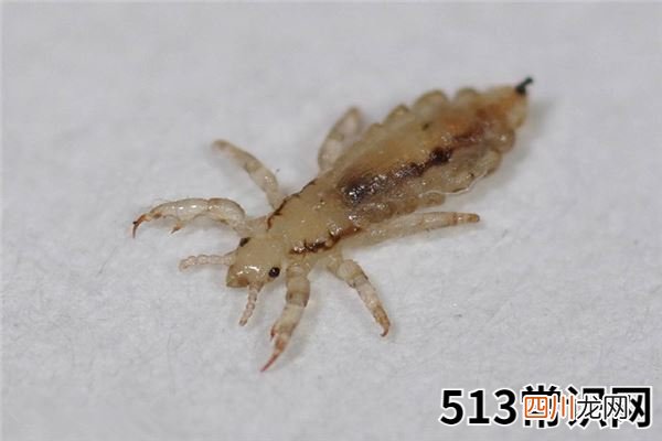 梦见虱子有什么说法！