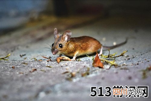 图文 2020年为什么不能要鼠宝宝