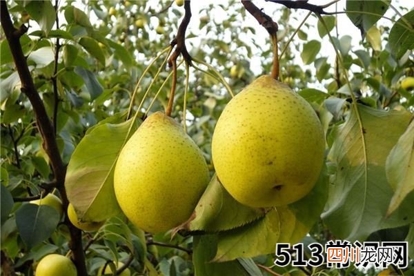 梦到梨子有什么说法周公解梦寓意象征含义