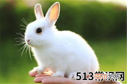图文 87兔和92猴生什么宝宝好