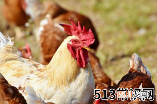 图文 81年属鸡40岁以后交运
