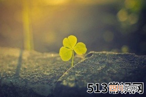 图文 89年的蛇什么时候退休