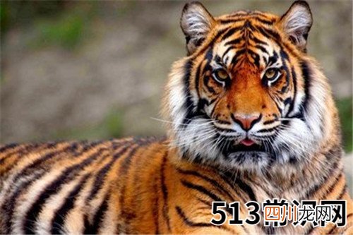 图文 属虎为什么33岁鬼门关