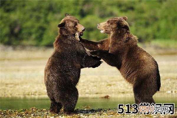 梦见打架受伤_做梦梦到打架受伤是什么意思