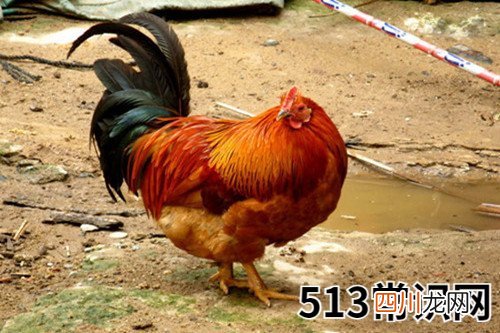 图文 生肖鸡2020年2月份运势详解