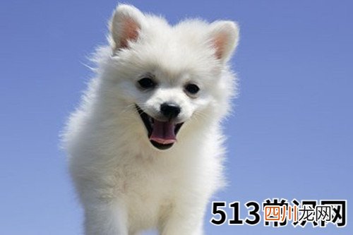 图文 82年属狗人的一生子女运