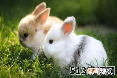 图文 63年女兔一生最忌什么