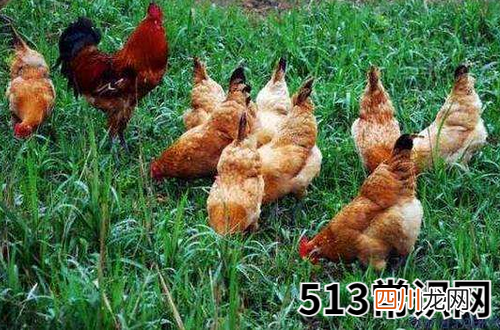图文 属鸡2020年不宜去什么方位