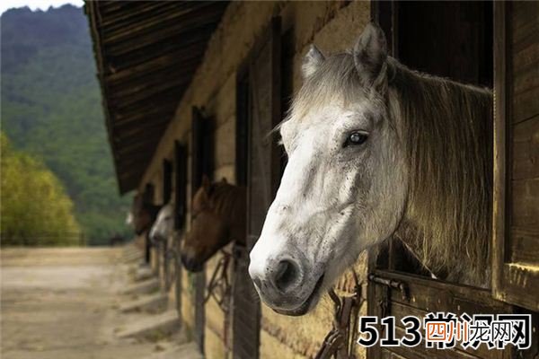 梦见马厩、马棚_做梦梦到马厩、马棚是什么意思