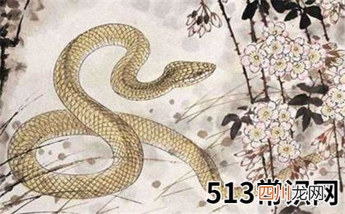 图文 属蛇人的性格和脾气女