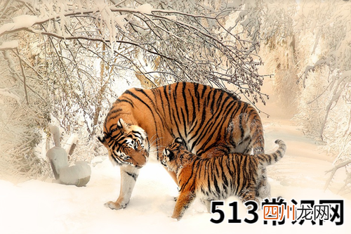 图文 86年属虎34岁需要注意什么