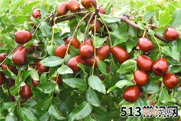 梦见枣树、种枣树_做梦梦到枣树、种枣树是什么意思