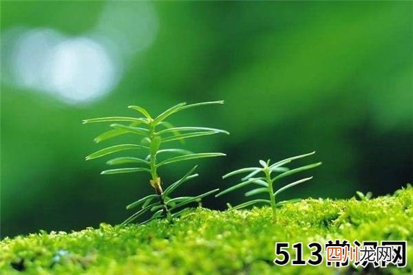 梦见树苗_做梦梦到树苗是什么意思