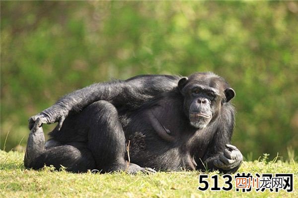 梦见猩猩_做梦梦到猩猩是什么意思