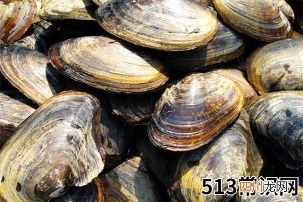 梦见河蚌_做梦梦到河蚌是什么意思