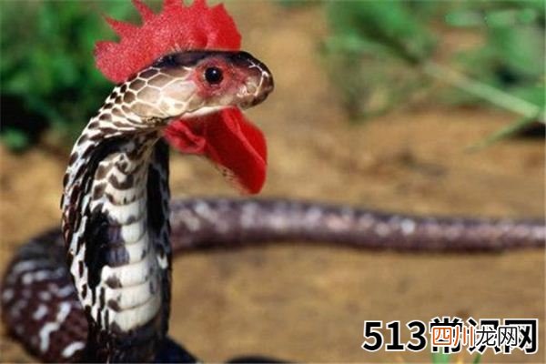 梦见无头蛇_做梦梦到无头蛇是什么意思