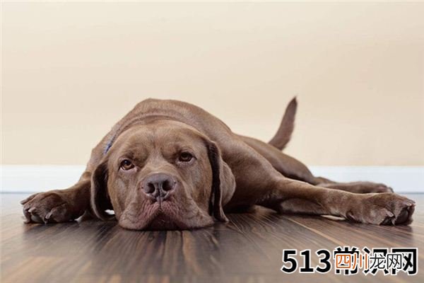 梦见死狗_做梦梦到死狗是什么意思