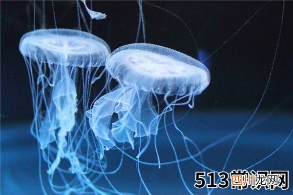 梦见水生物_做梦梦到水生物是什么意思