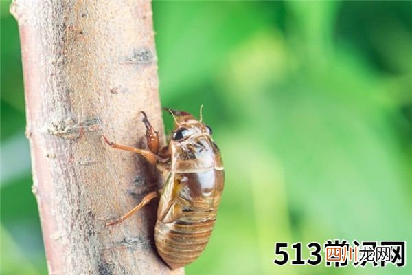梦见蝉、知了_做梦梦到蝉、知了是什么意思