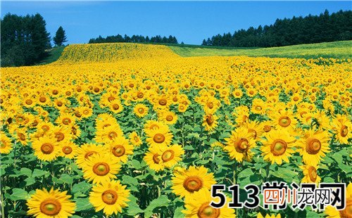 属兔男人恨你的表现