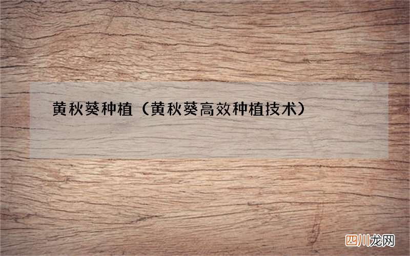黄秋葵高效种植技术 黄秋葵种植
