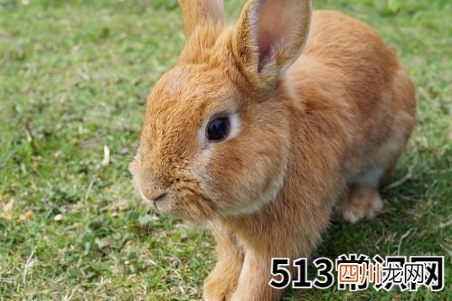1999年属兔男人一生婚姻运势