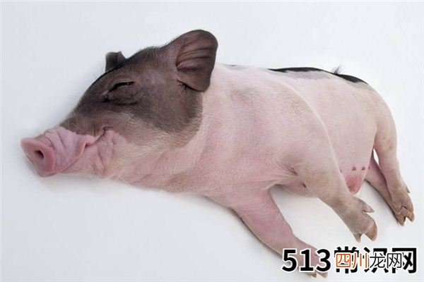 梦见死猪_做梦梦到死猪是什么意思