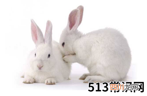1987年属兔一生有二婚