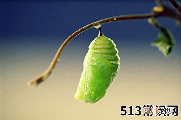 梦见蛹_做梦梦到蛹是什么意思