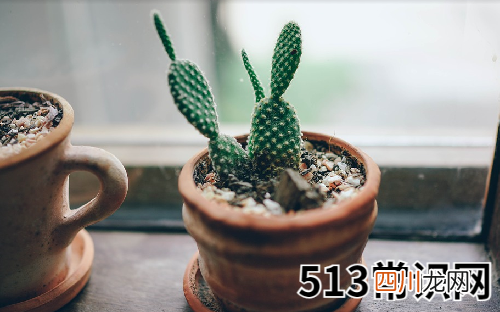 属龙适合养什么花