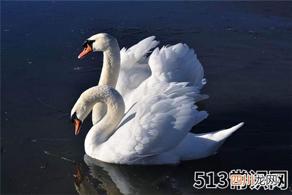 梦见天鹅_做梦梦到天鹅是什么意思