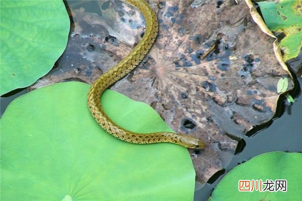 梦见水蛇_做梦梦到水蛇是什么意思