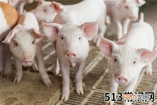 梦见养猪_做梦梦到养猪是什么意思