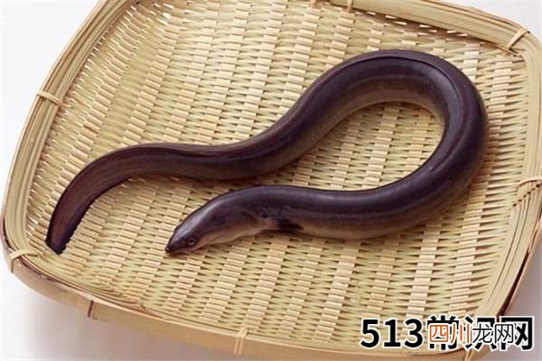 梦见鳝鱼_做梦梦到鳝鱼是什么意思