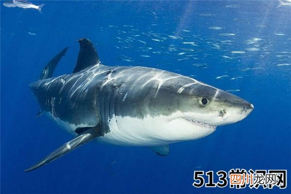 梦见鲨鱼_做梦梦到鲨鱼是什么意思