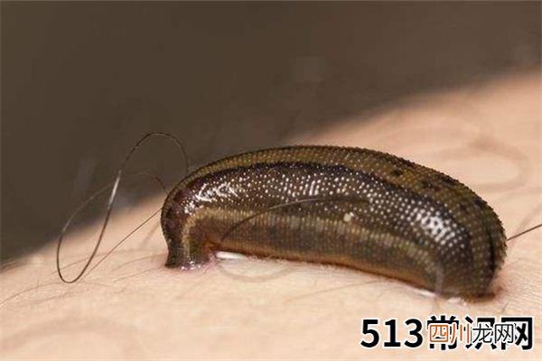 梦见蚂蟥_做梦梦到蚂蟥是什么意思