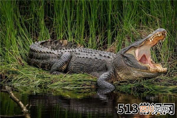 梦见鳄鱼_做梦梦到鳄鱼是什么意思