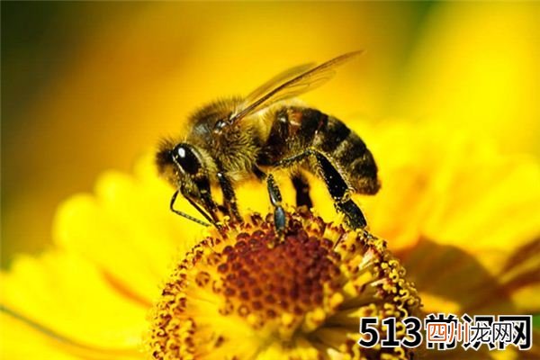 梦见蜜蜂_做梦梦到蜜蜂是什么意思