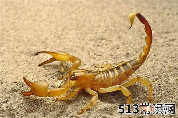 梦见蝎子_做梦梦到蝎子是什么意思