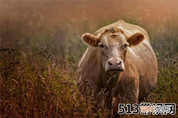 梦见母牛_做梦梦到母牛是什么意思
