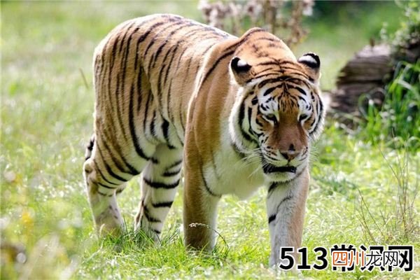 梦见猛兽_做梦梦到猛兽是什么意思