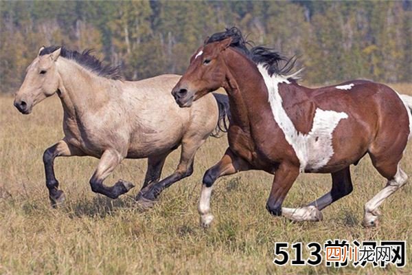 梦见马、马匹_做梦梦到马、马匹是什么意思