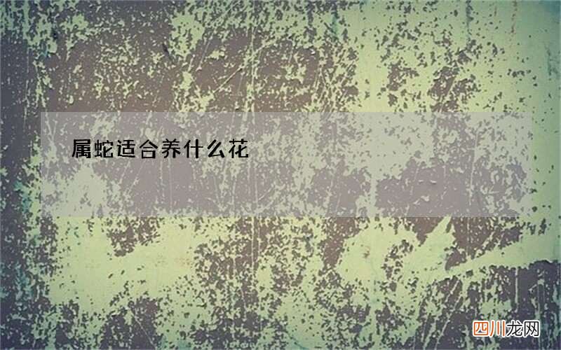 属蛇适合养什么花