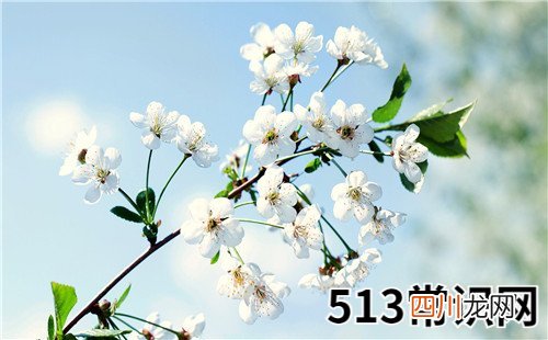 属蛇适合养什么花