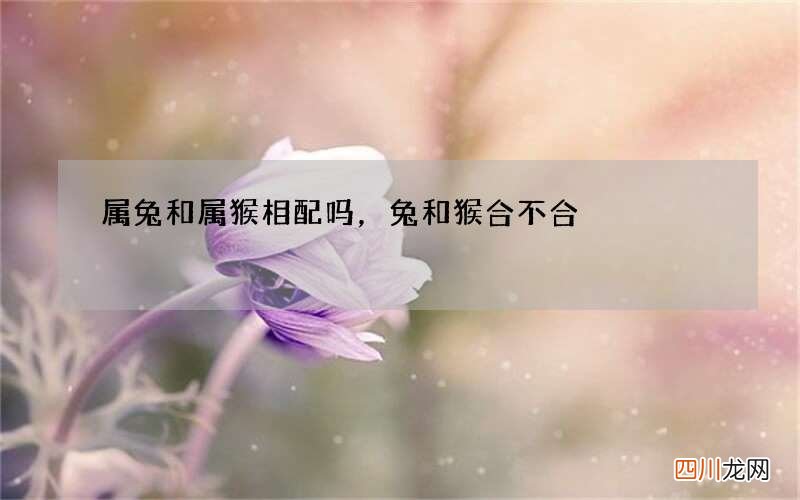 属兔和属猴相配吗，兔和猴合不合